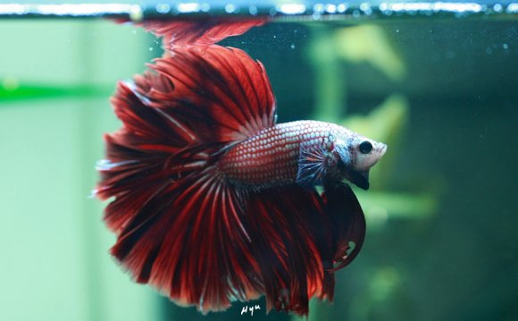 Google, Red and Betta fish on