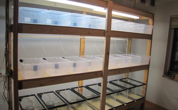 Guppies (Fish: Keeping and