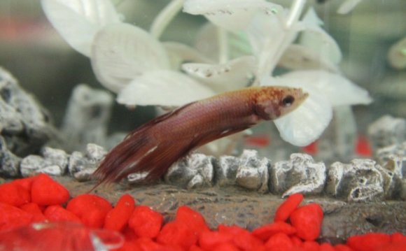 Good for bettas. Do we put