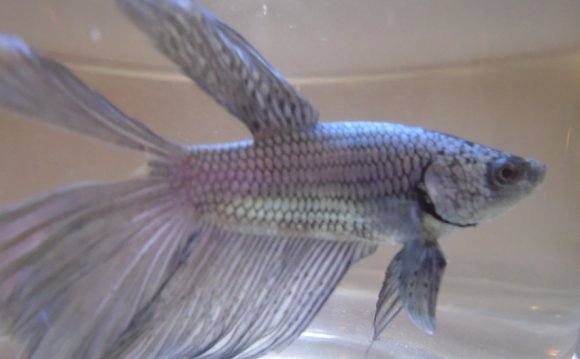 (very pretty boy, looks like a