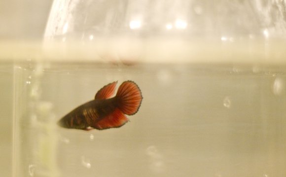 How To Breed Female Betta Fish