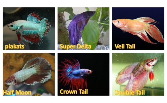 Betta requires very less
