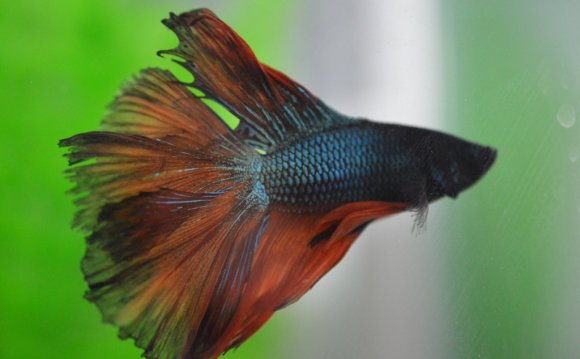 Placed betta fix in it