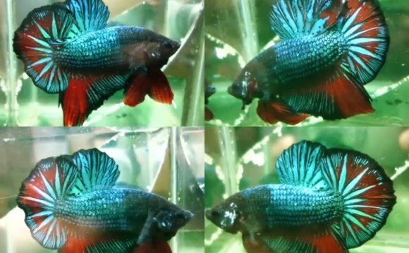 Betta fish from malaysia by