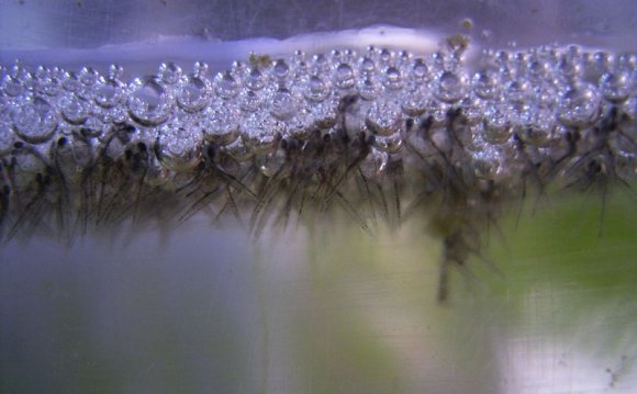 Paradise Fish Fact Sheet