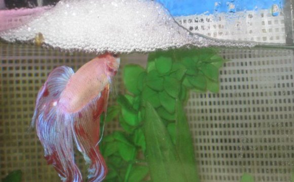 All my Bettas are good