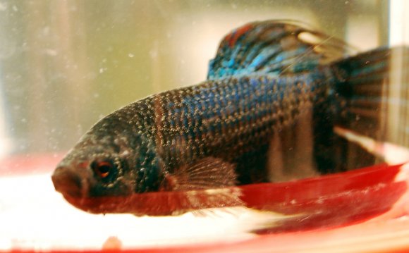Sick Betta Fish - Nasa s