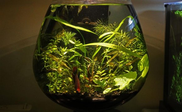 Swim, Vases and The o jays on