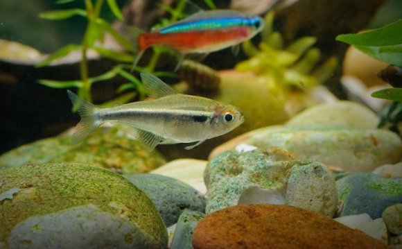 This neon tetra fry survived