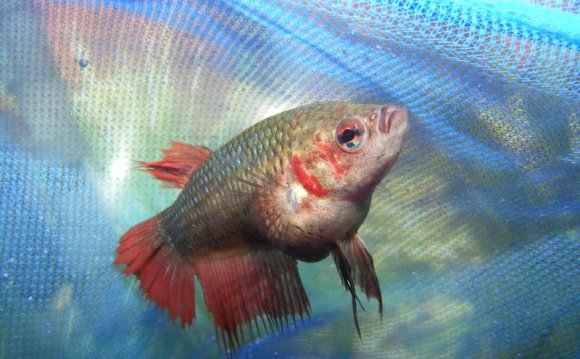 Best pics of a fish! lol