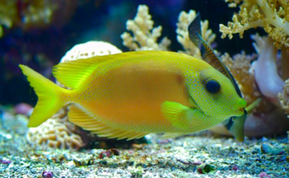 Toxic aquarium water and fish