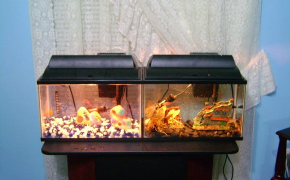 Two Bettas/tanks ideas for