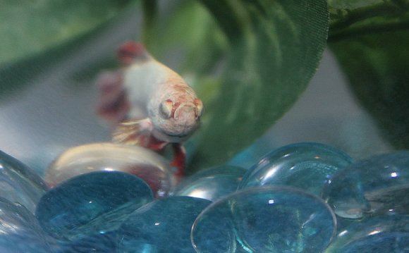 Had cheap fish supplies