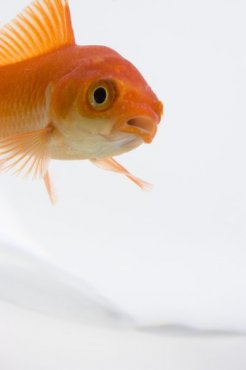 A goldfish has a primitive digestive system requiring a special diet.