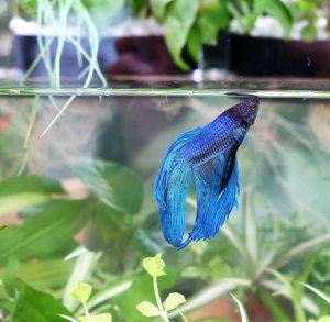 Aquarium Garden, courtesy Tom Duncan