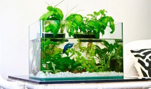 Aquarium Garden, courtesy Tom Duncan