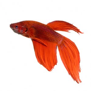 Betta Fish