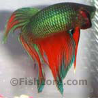 Betta Fish