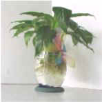 Betta fish in a vase. Beta Fish in a Vase.