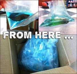 bettas pet store