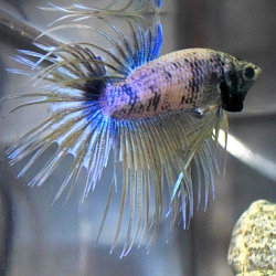 crowntail betta in filtered tank