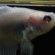 Albino Betta