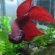 Betta fish flaring gills