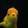 Betta fish personality
