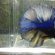 Exotic Betta