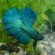 Green Betta - fish