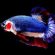 Most Expensive Betta