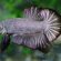 Origin of Betta fish