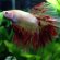 Tetra Betta fish