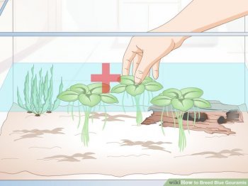 Image titled Breed Blue Gouramis Step 5
