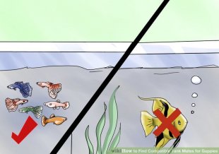 Image titled Find Compatible Tank Mates for Guppies Step 1