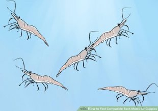 Image titled Find Compatible Tank Mates for Guppies Step 3