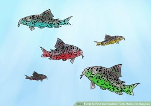 Image titled Find Compatible Tank Mates for Guppies Step 4