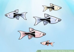 Image titled Find Compatible Tank Mates for Guppies Step 5