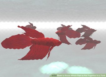 Image titled Know Which Fish to Put Together in a Tank Step 4
