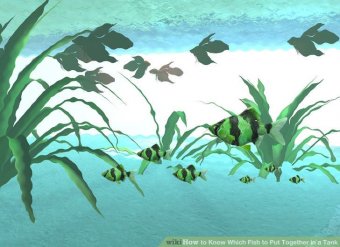Image titled Know Which Fish to Put Together in a Tank Step 6