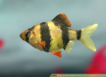 Image titled Know Which Fish to Put Together in a Tank Step 3