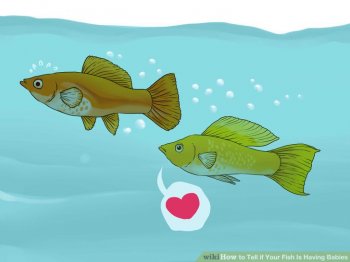 Image titled Tell if Your Fish Is Having Babies Step 3
