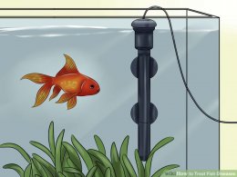 Image titled Treat Fish Diseases Step 6