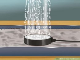 Image titled Treat Fish Diseases Step 7