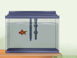 Image titled Treat Fish Diseases Step 8