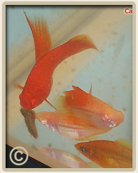 Livebearers Homemade Fish Food - Constipation & Bloat