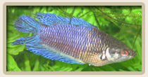 Natural Treatment Constipation Bloat Betta Fish