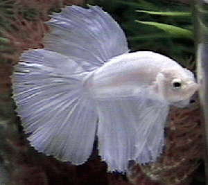 opaque male 4 web.gif (60428 bytes)
