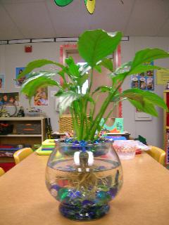 Pet and plant, all in one