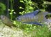 Basic Betta fish care